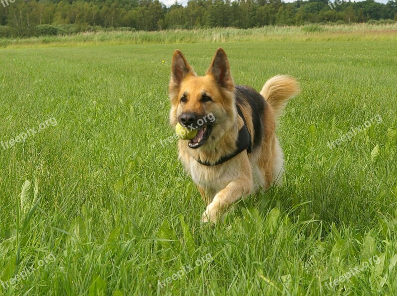 Dog German Shepherd Retrieving Play Friend