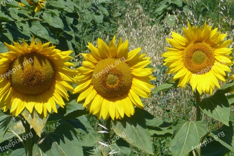 Sunflower Yellow Italy Nice Nature