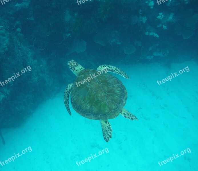 Sea Turtle Ocean Turtle Water Animal