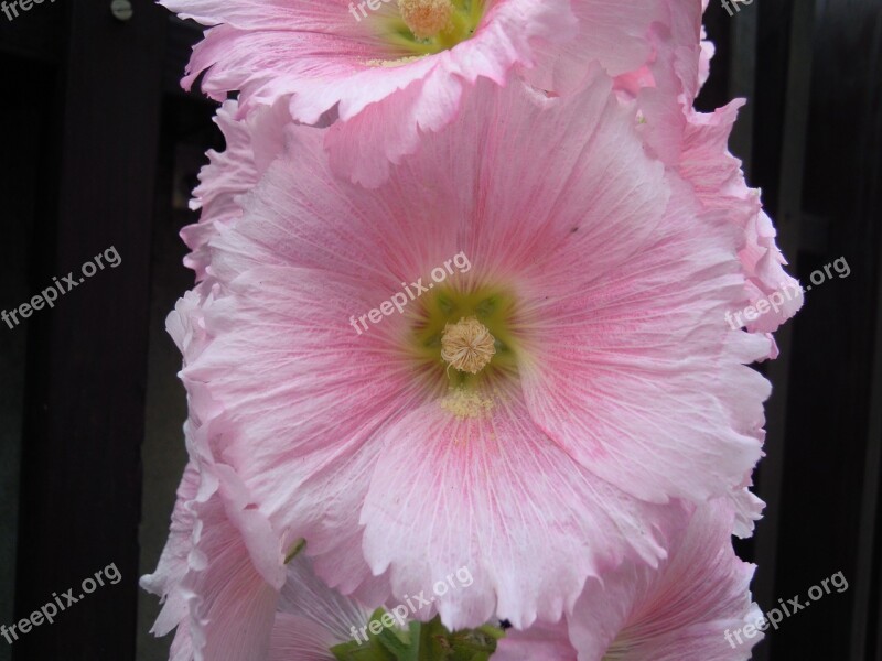 Althaea Hollyhock Koshiro Shihlin Flower