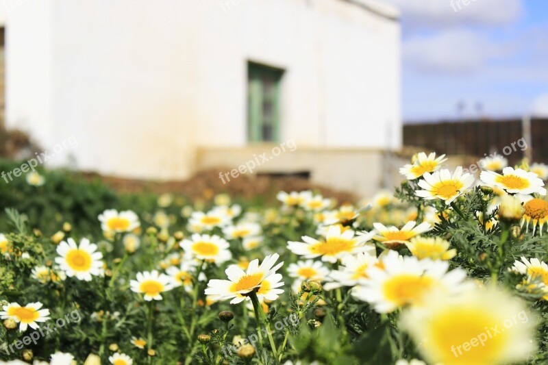 Daisies Flowers Spring Yellow Nature