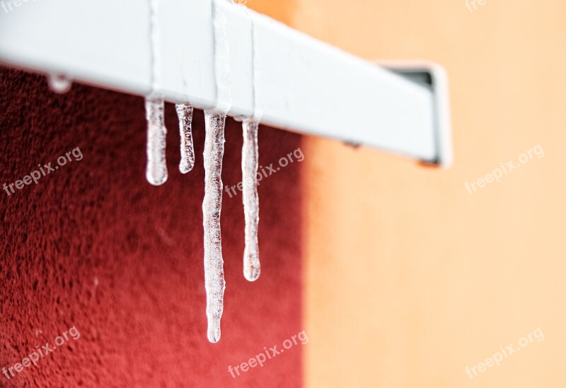 Icicle Ice Snow Tree Wintry