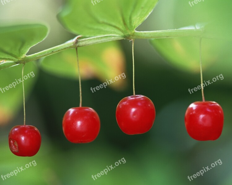 Red Berries Fresh Medium Fruit Free Photos