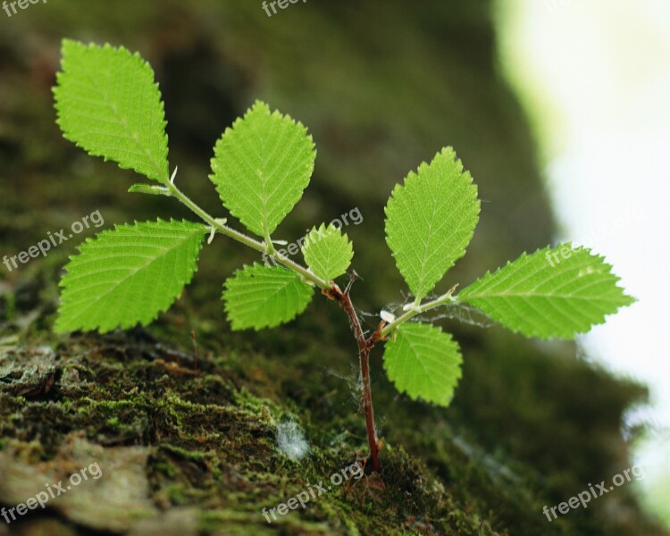 The Leaves Abstract Spring Wood Free Photos