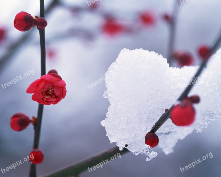 Winter Snow Hambaknun Camellia Flower Free Photos