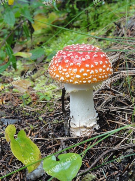 Fly Agaric Mushroom Forest Autumn Red