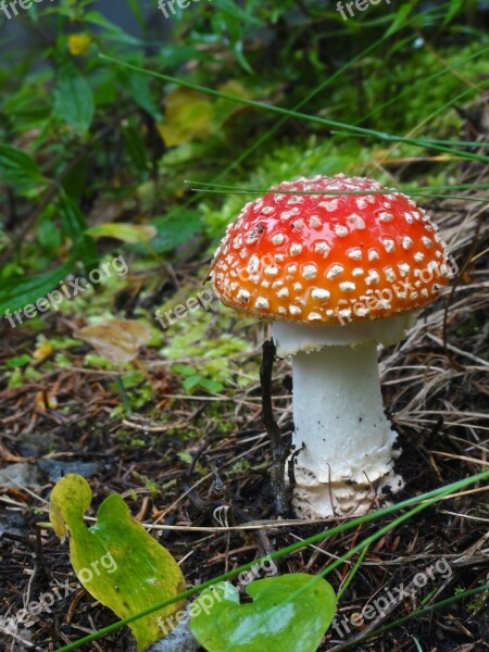 Fly Agaric Mushroom Forest Autumn Red