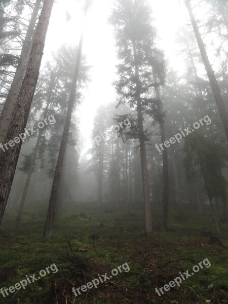 Trees Nature Mood Colourless Fog