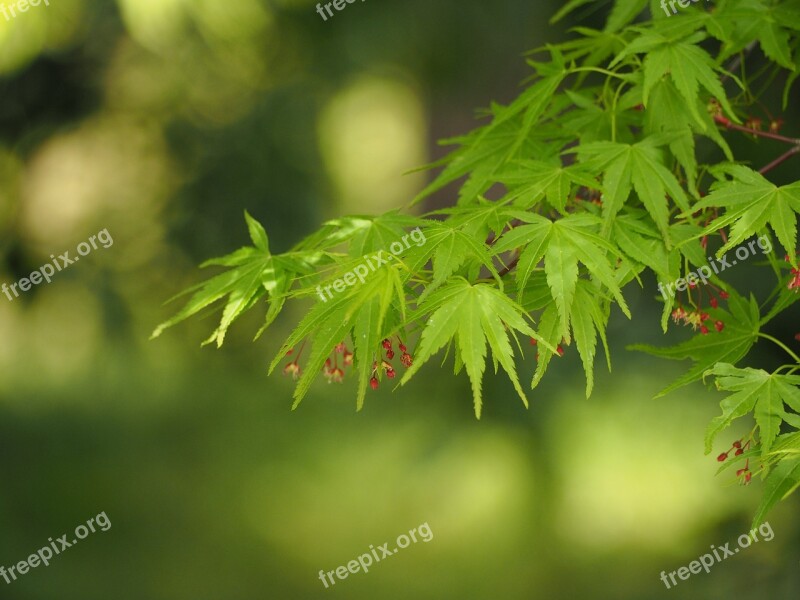 Fresh Green Spring Leaf Maples Natural