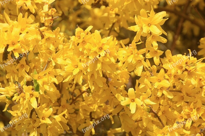 Forsythia Garden Forsythia Gold Lilac Golden Bells Stangenblueter