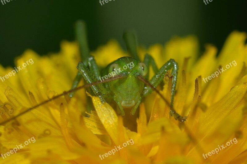 Grasshoppers Nature Young Tettigonia Free Photos