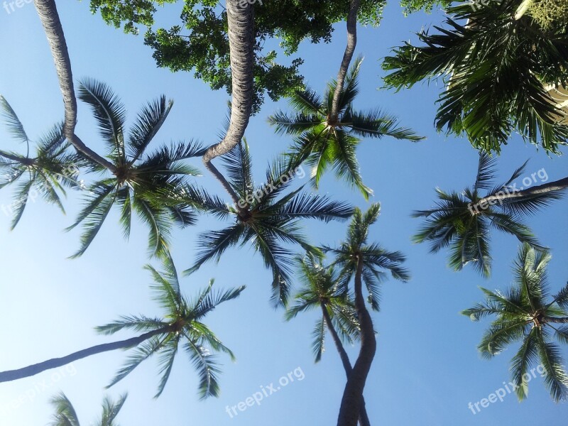 Palm Trees Hawaii Sky Blue Tropical