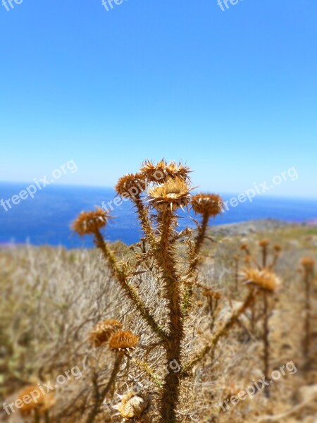 Day S Dry Flower Plant Free Photos