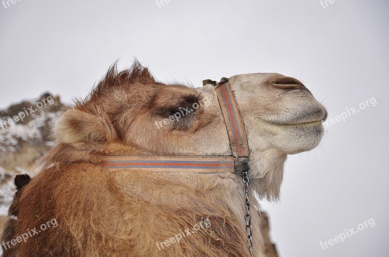 Camel Animal Mammal Desert Safari