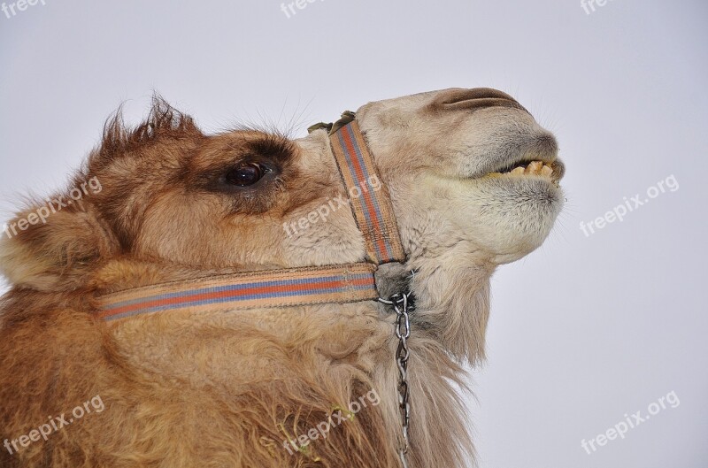 Camel Animal Mammal Desert Safari