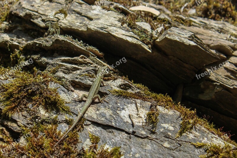 Lizard Rock Animal Creature Macro