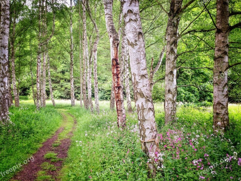 Birch Forest Summer Nature Green