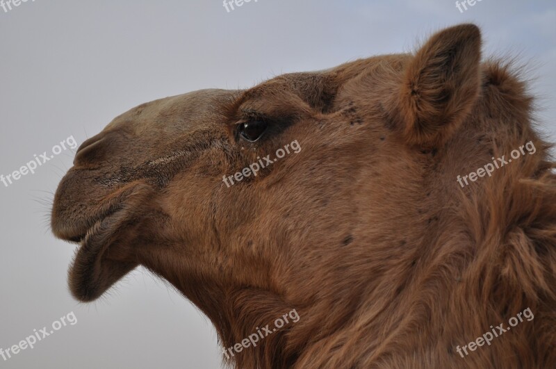 Dubai Camel Travel Desert Sand