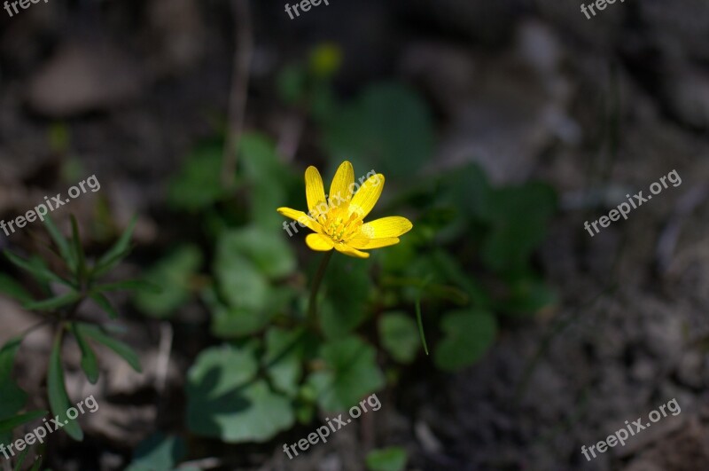 Celandine Flower Yellow Toxic Spring