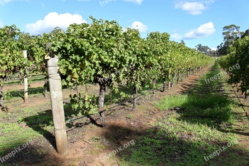 Australia Vines Vineyard Wine Grape