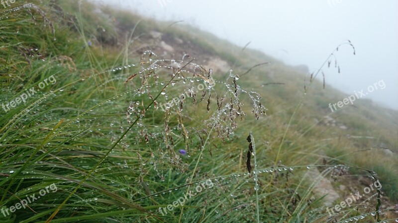 Dew Grass Raindrop Water-drop Water