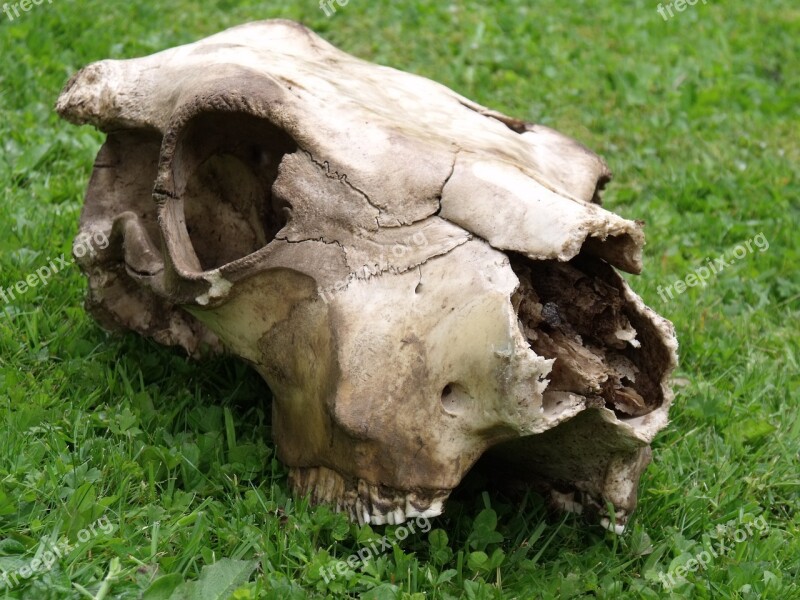 Skull Cow Bone Head Skeleton