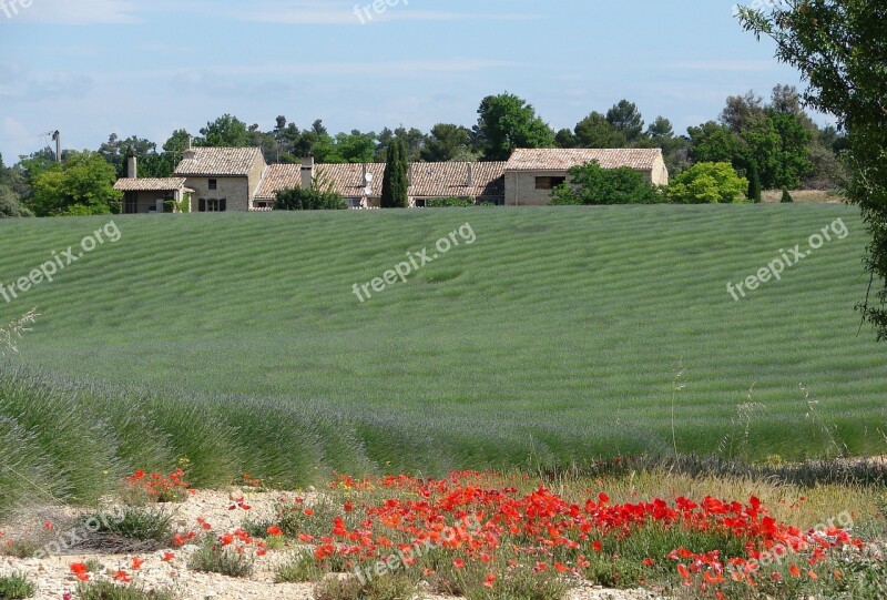 France Provence Lavender Poppies Free Photos