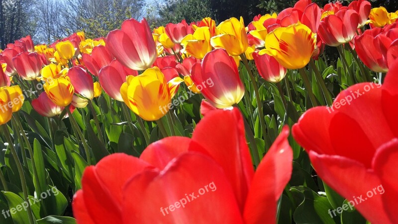 Tulip Pink Yellow Spring Flower