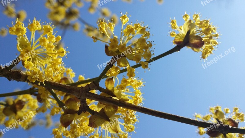 Spring Blossom Sky Nature Flower