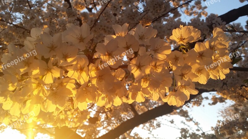 Cherry Blossom Spring Nature Pink