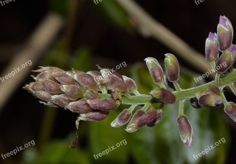 Nature Flowers Wisteria Buds Free Photos