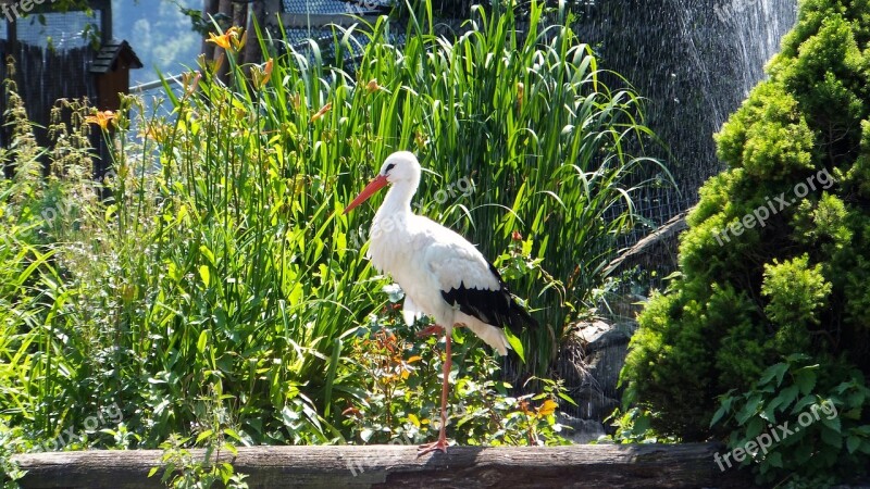 Stork Bird Animal Fauna Nature