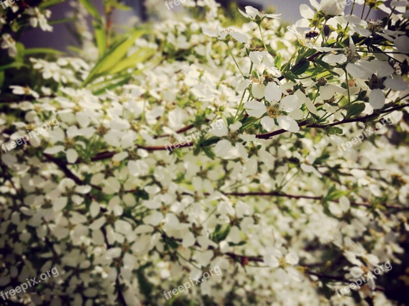 Bush Flowers White Beetle Ladybug