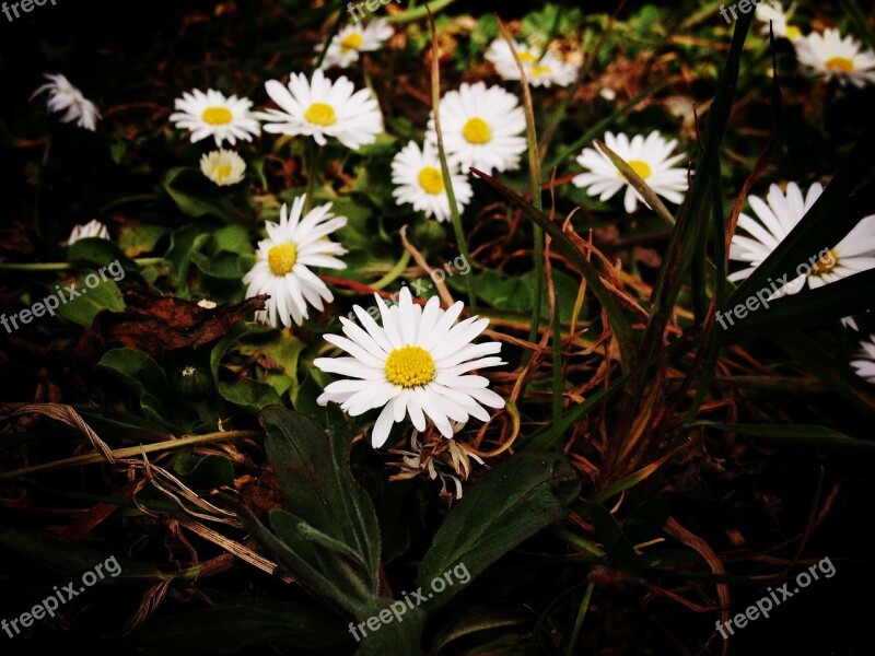 Daisy Flower Blossom Bloom Bloom