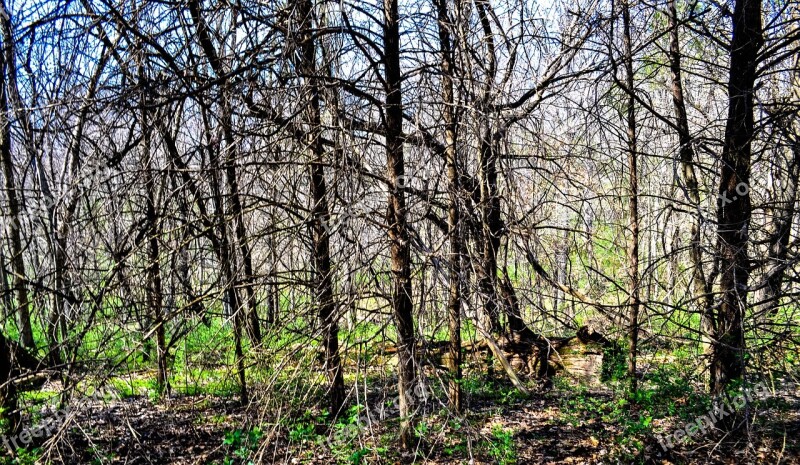 Park Tree Nature Forest Outdoor