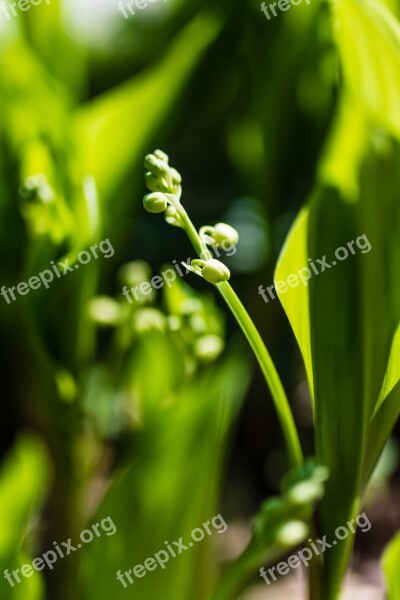 Spring Flower Nature Green Plant