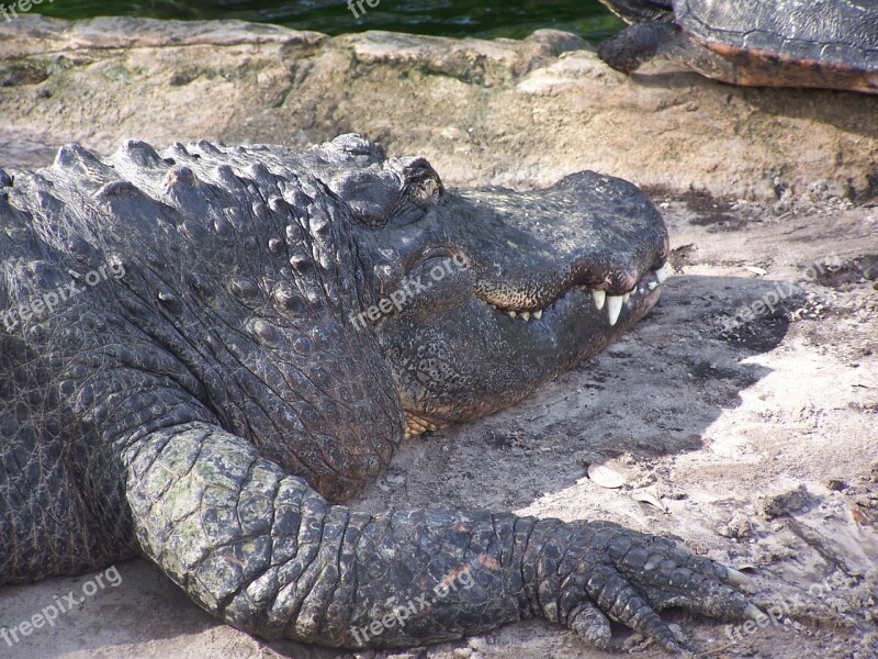 Crocodile Danger Dangerous Predator Teeth