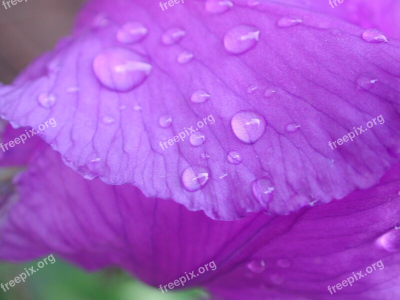 Iris Purple Drop Of Water Flower Free Photos