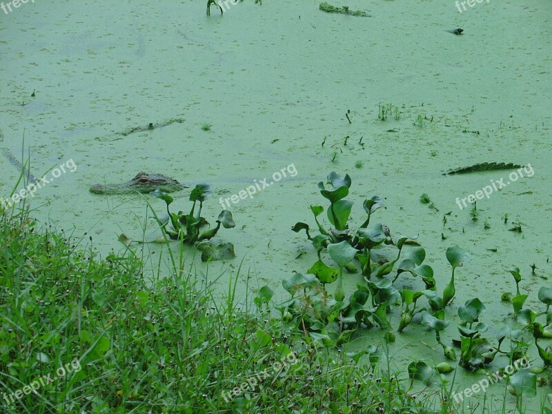 Crocodile Camouflage Danger Predator Animal