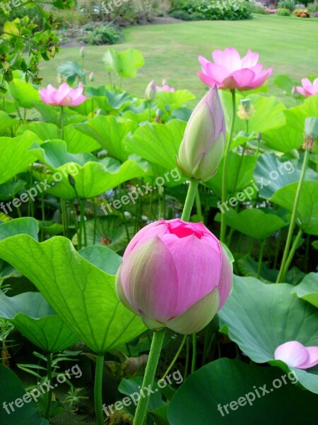 Flowers Pink Aquatic Lotus Garden