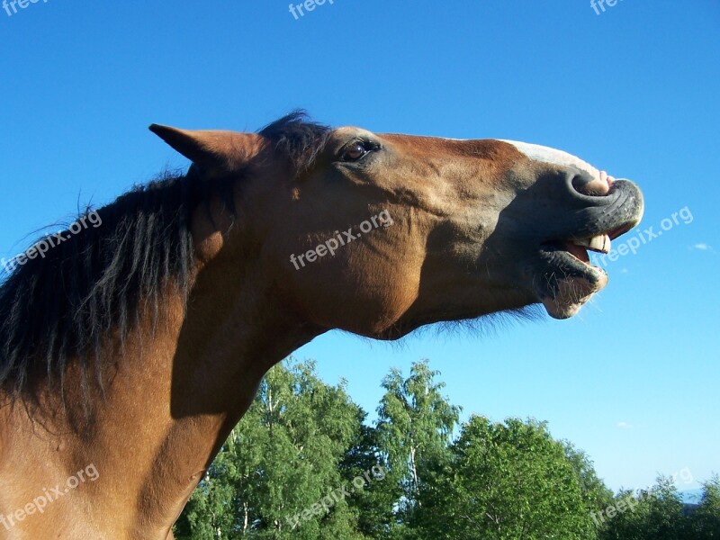 Horse Smile Laugh Animal Funny