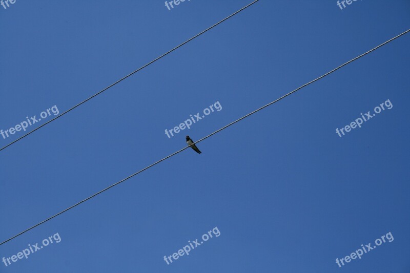 Bird Sky Wire Against Sky Birds