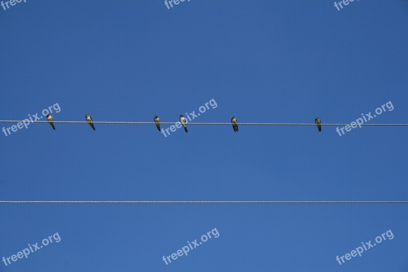 Bird Sky Wire Against Sky Birds