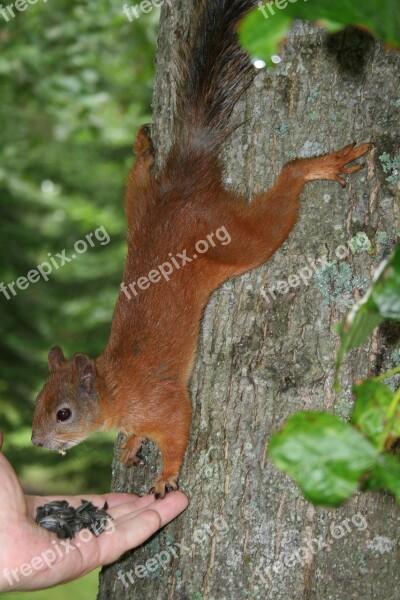 Squirrel Animal Feeding Free Photos