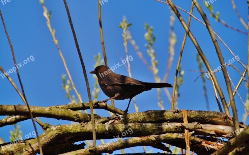 Blackbird Bird Black Singers Free Photos