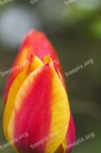 Tulip Red Yellow Orange Fire