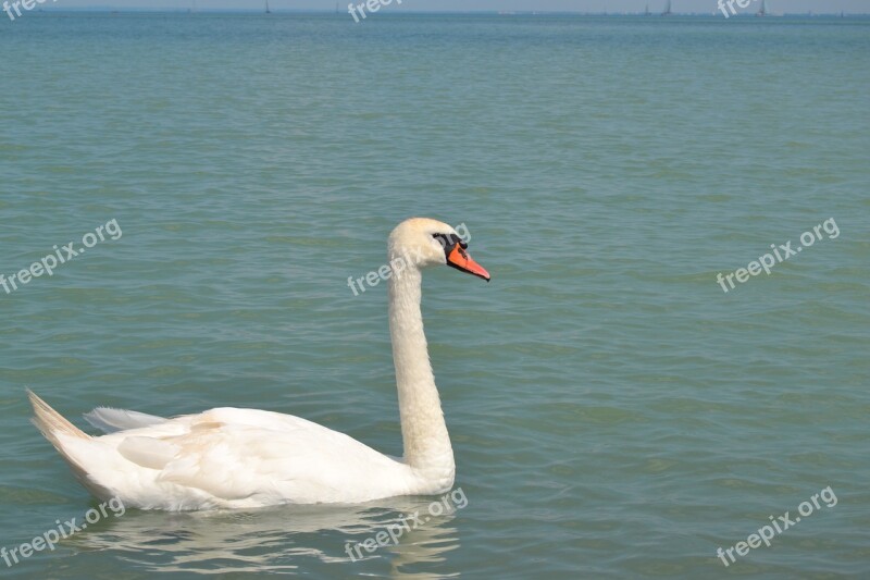 Swan Beautiful Beak Water White