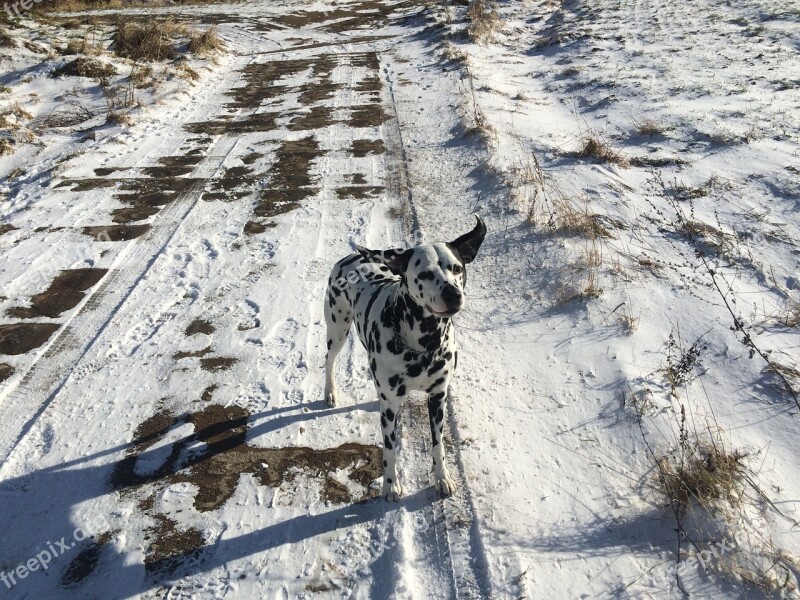 Dog Winter Dalmatian Path Snow