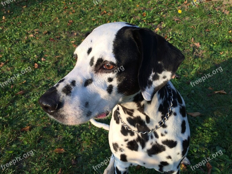 Dog Dalmatian Outdoors Free Photos