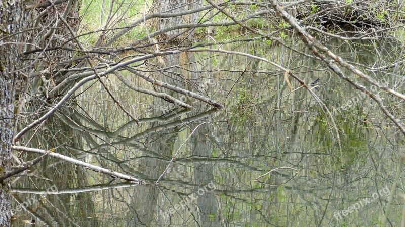 Water Nature Pond Marsh Landscape